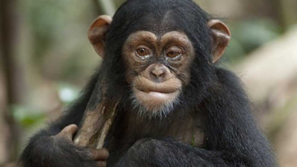 Chimpanzee
