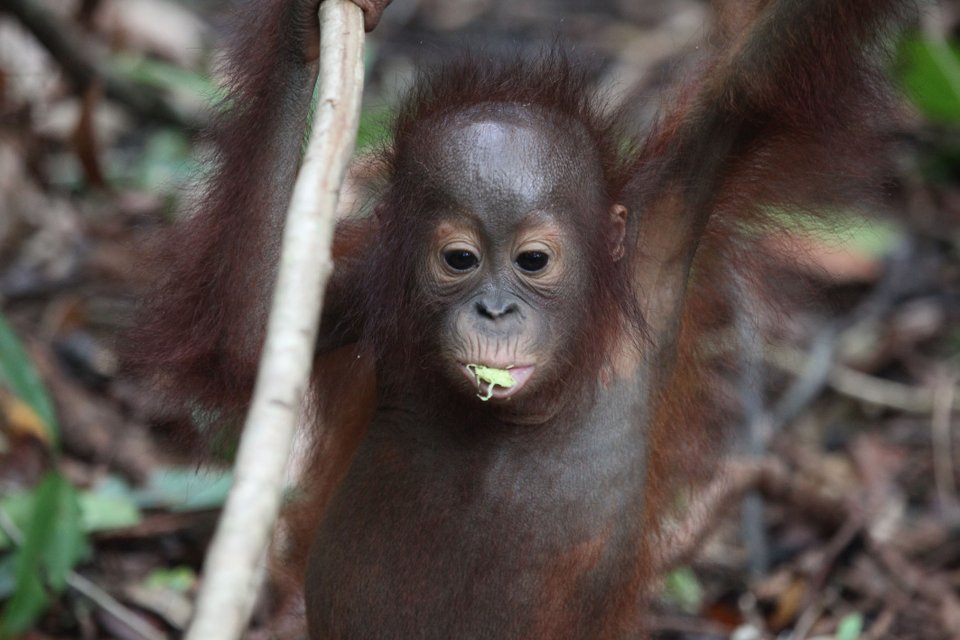 Orangutan Rescue