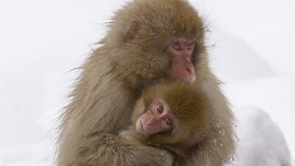 Wild Japan: Snow Monkeys