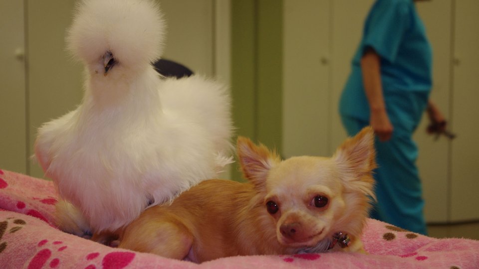 Bizarre Animal Friends