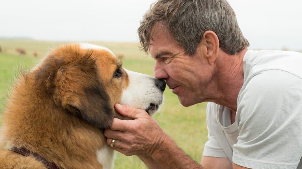A Dog's Purpose