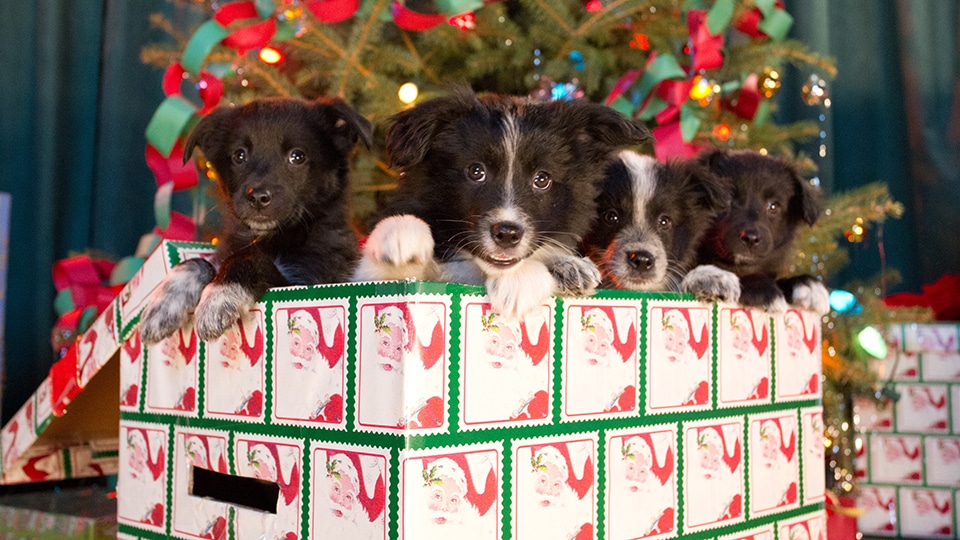 12 Dogs of Christmas