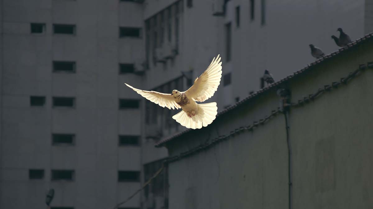 White dove
