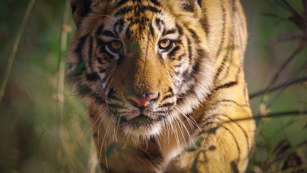 Disneynature's Tiger