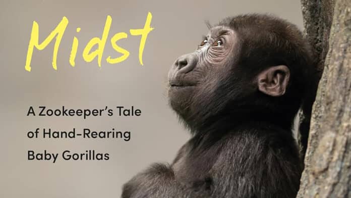 'Gorillas in Our Midst'